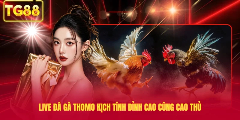 Live Đá Gà Thomo Kịch Tính Đỉnh Cao Cùng Cao Thủ